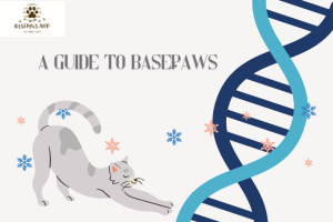 Read more about the article What is Basepaws: Decoding Your Pet’s Genetic Blueprint