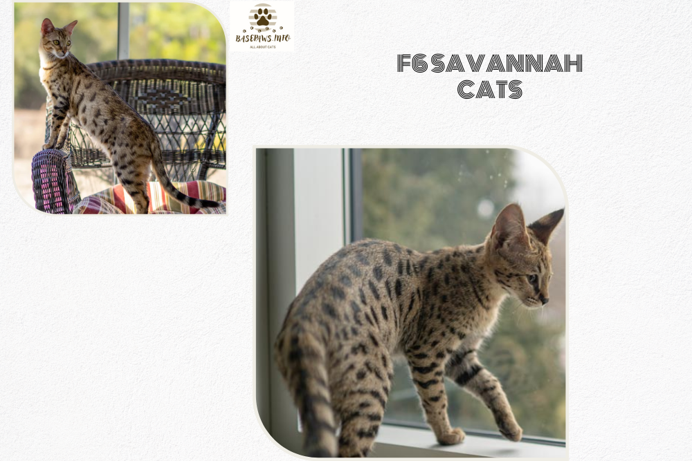 Understanding F6 Savannah Cat Behavior