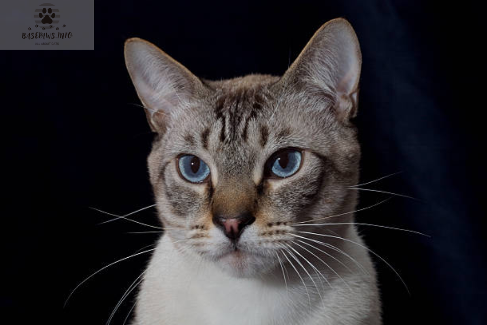 Lynx Point Siamese: A Unique Blend of Elegance and Playfulness