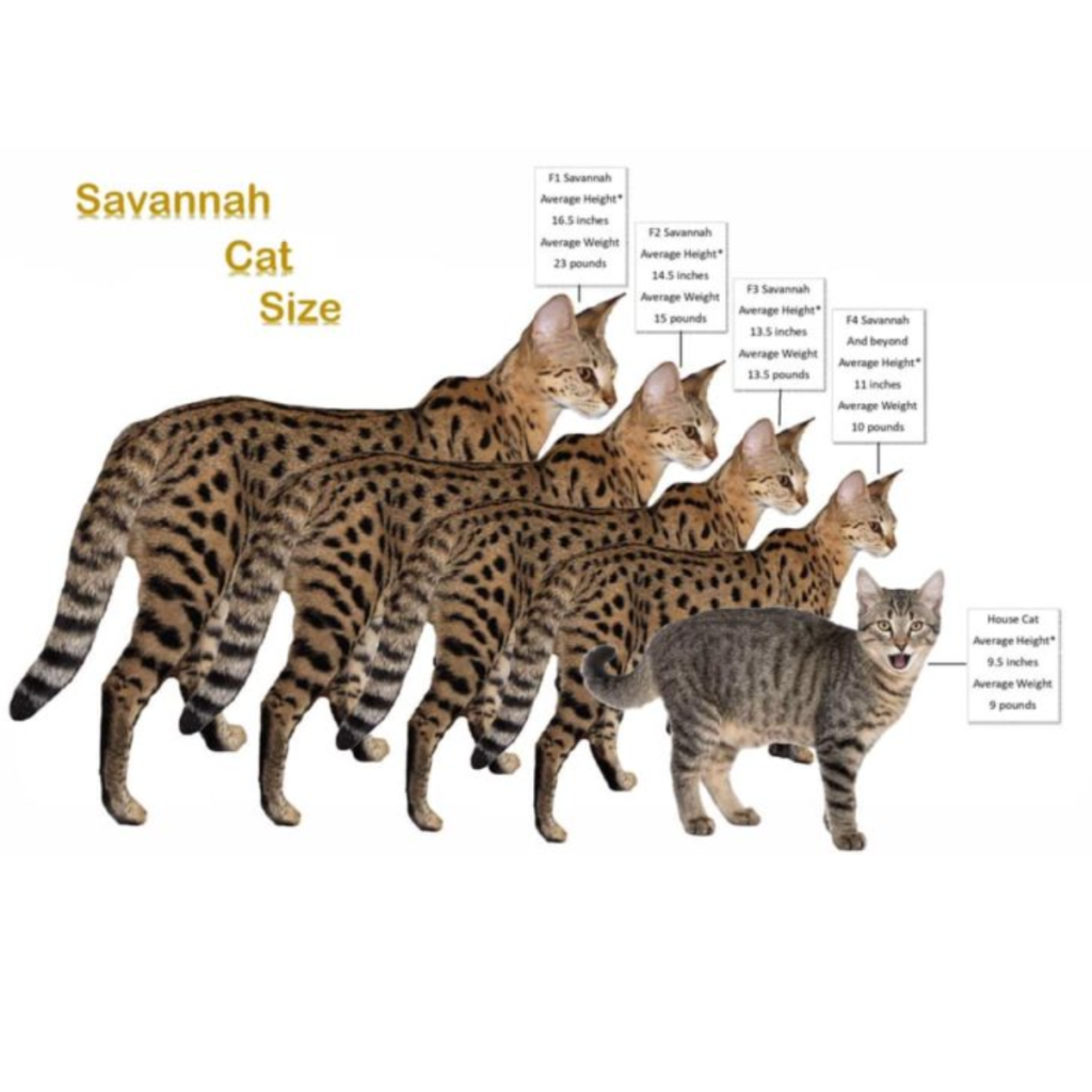 F6 Savannah Cat Size