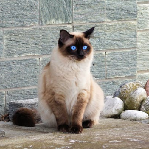 Unique Physical Traits of Siamese Cats
