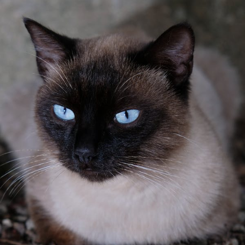 Siamese Cats: A Living Legacy