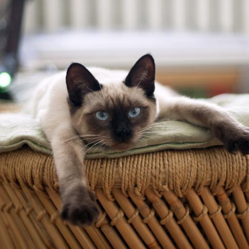 Care for Siamese Cats