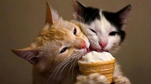 Read more about the article Why Does My Cat Like Ice Cream? Exploring the Feline Fascination