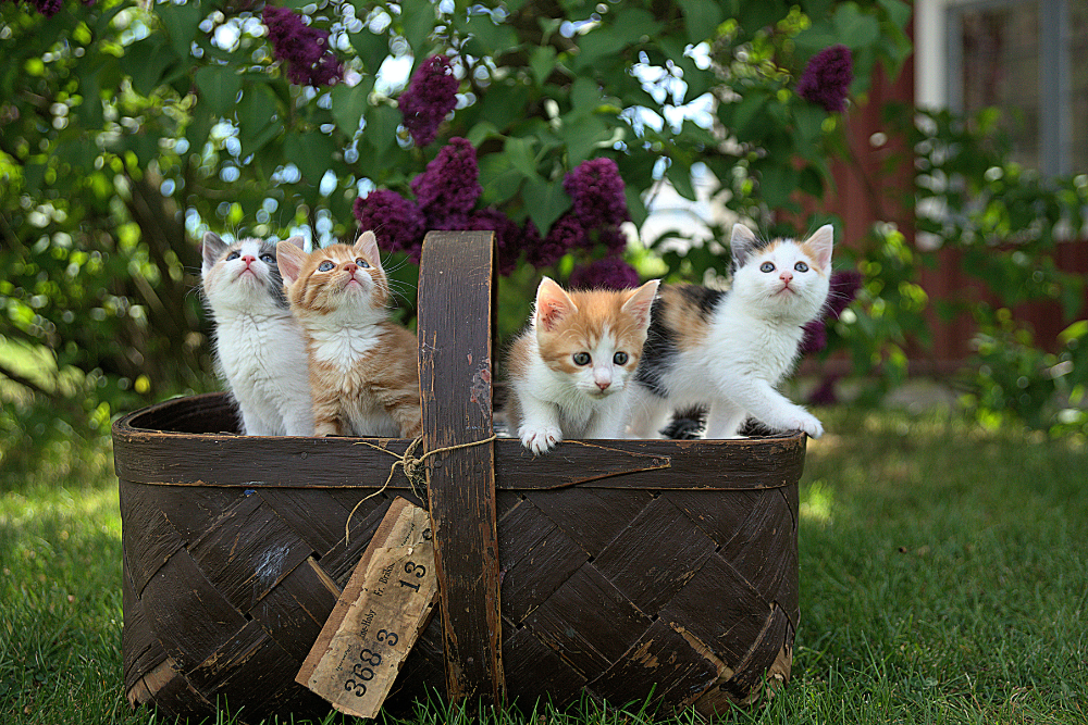 Best Practices for Safely Transporting Cats Across Country