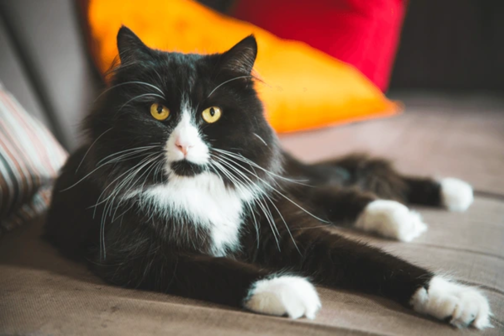 Exploring Black Ragdoll Cat: Unraveling the Enchanting Secrets