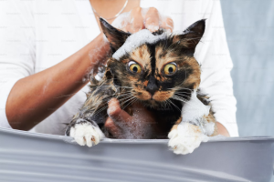 Read more about the article Flea Bath For Cats: A Cat-Centric Approach to Keeping Your Pet Comfortable