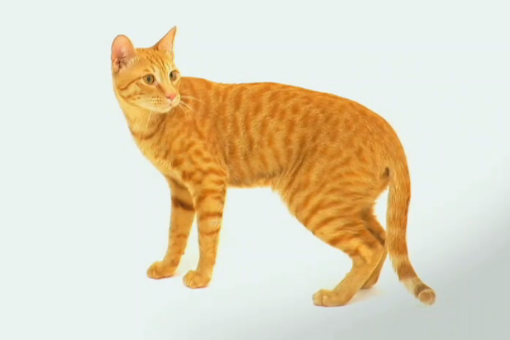 Arabian Mau: A Comprehensive Guide to This Fascinating Breed