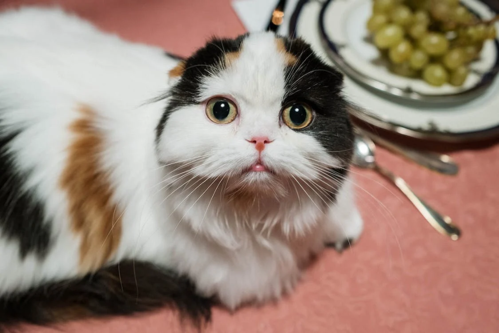 Scottish Fold Munchkin Cat: A Guide to the Adorable Feline Companion