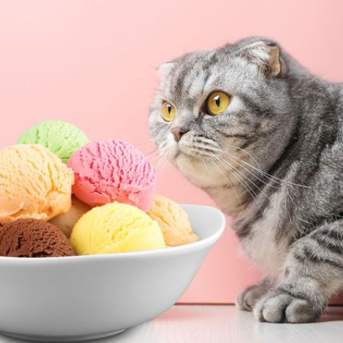 Chocolate, Vanilla, and Other Flavors: Navigating Cat-Friendly Choices