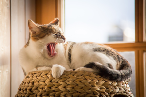 Read more about the article Where Your Cat Sleeps on Your Bed And What It Means?