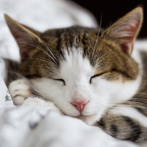 Where Your Cat Sleeps and What It Says About You
