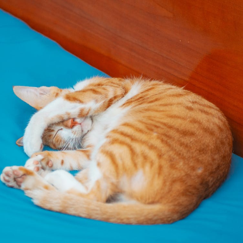 What Do Cat Positions Mean?