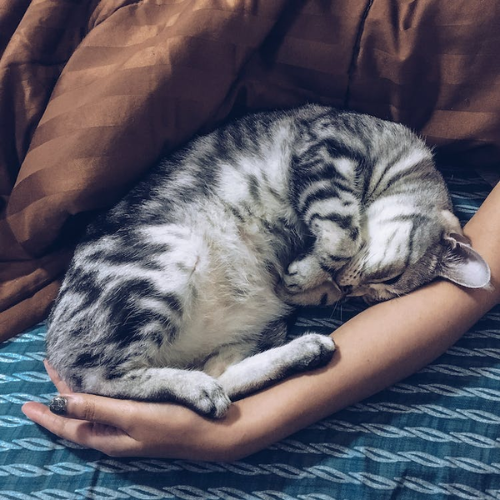 The Advantages of Letting Your Cat Sleep on Your Bed