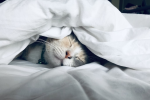 Read more about the article Can Cats Get Colds? A Care Guide For Your Feline Friend