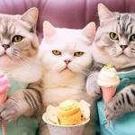 Cat Ice Cream Recipes: Frozen Delights for Your Feline Friend