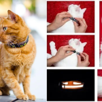 Cat Flea Collar 101: Everything You Need to Know About Protection and Safety