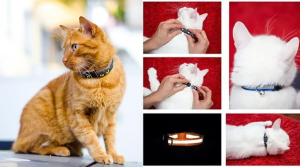 Cat Flea Collar 101: Everything You Need to Know About Protection and Safety