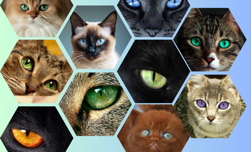 Eyes of the Feline World Celebrating Cat Eye Colors Across Different Breeds