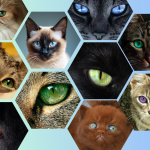 Eyes of the Feline World Celebrating Cat Eye Colors Across Different Breeds