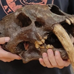 New Saber-Toothed Cat Species Discovered in 5 Million-Year-Old Fossils