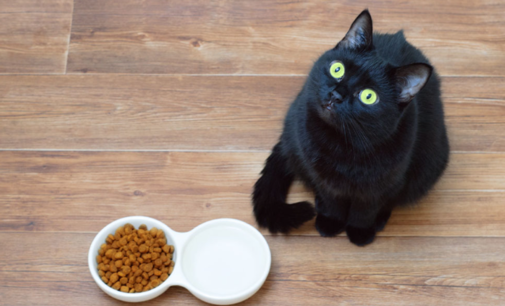 Cracking the Cat Code: How to Create Nutritional, Palatable Cat Foods