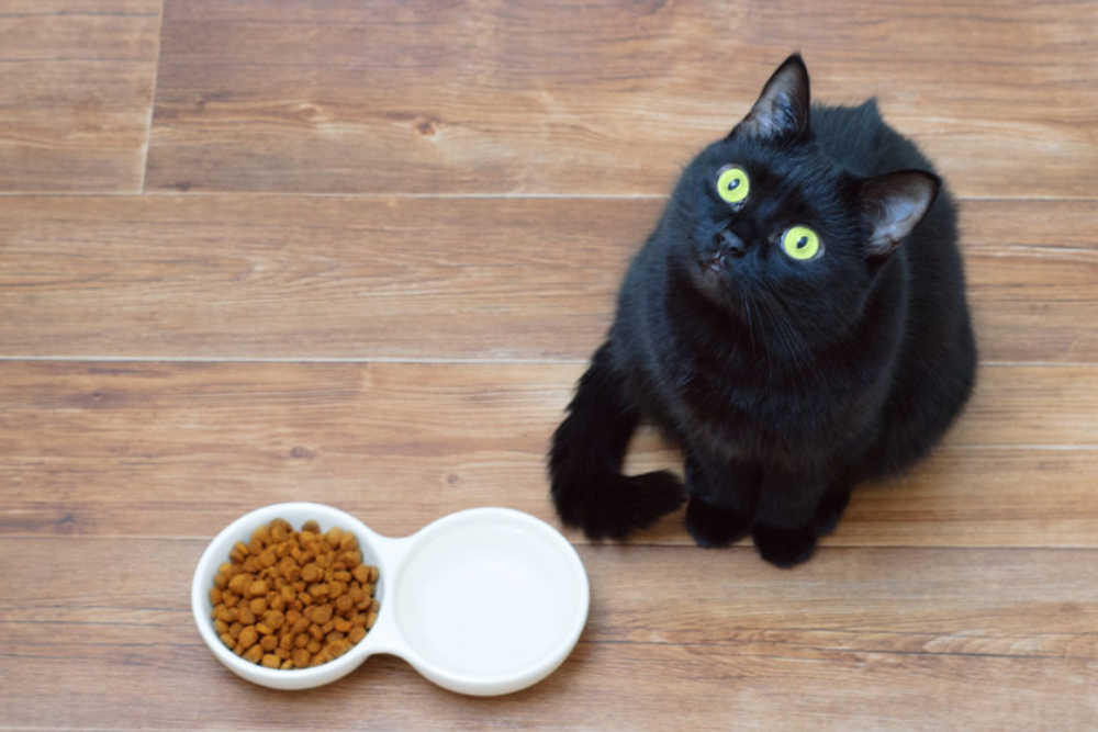 Cracking the Cat Code: How to Create Nutritional, Palatable Cat Foods