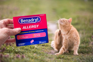 Benadryl for Cats