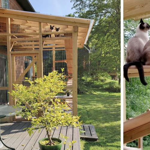 Starship Kitties Catio (Yoda & Obi Wan’s High-Climbing Sanctuary)