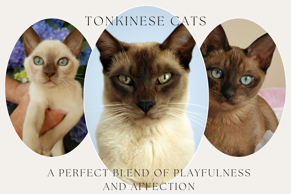 Why a Tonkinese Cat Might Be Your Perfect Furry Friend