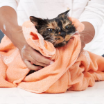 Bath Time! Why and How You Should Bathe Your Cat