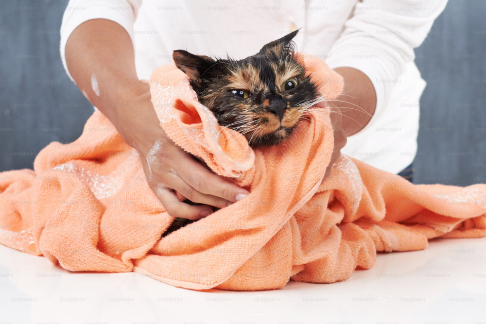 Bath Time! Why and How You Should Bathe Your Cat