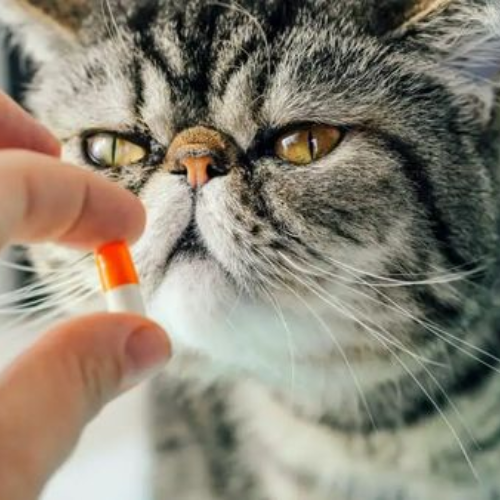 Benadryl for Cats