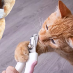 How to Trim Cat's Nails