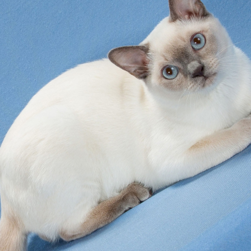 Tonkinese Cat