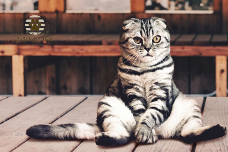 Best Lazy Cat Breeds for a Cozy Companion