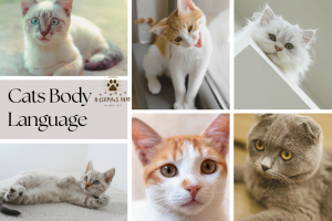 Cats Body Language and Health