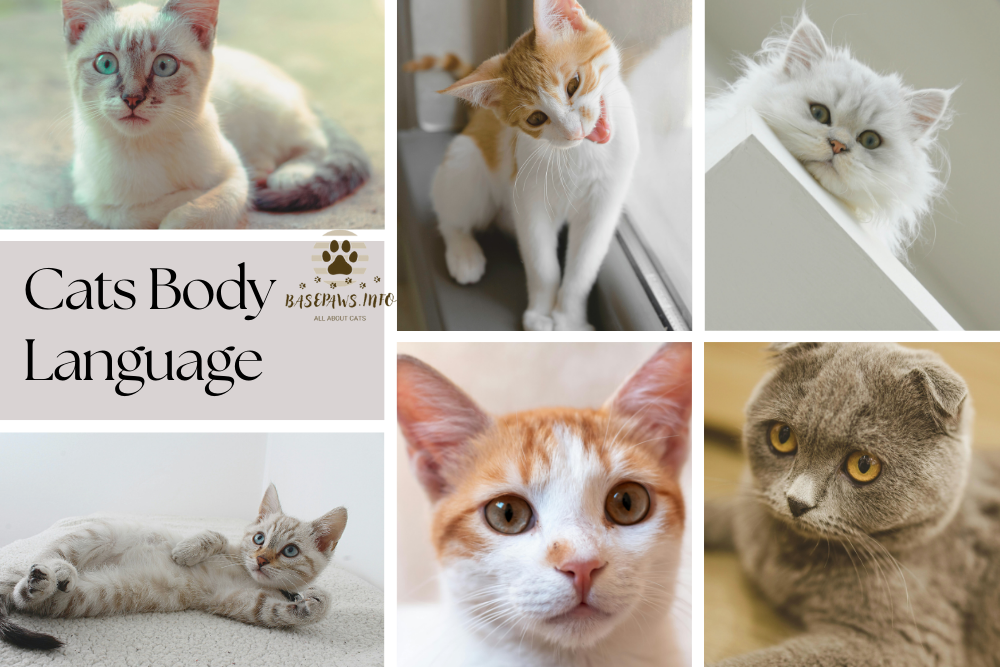 Cats Body Language and Health