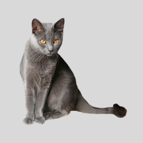 Friendly Cat Breeds 