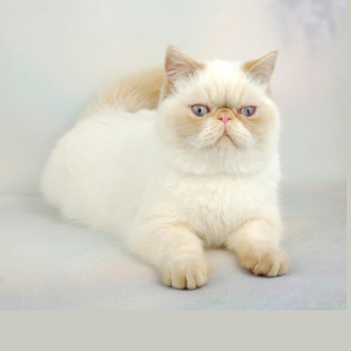 Friendly Cat Breeds 