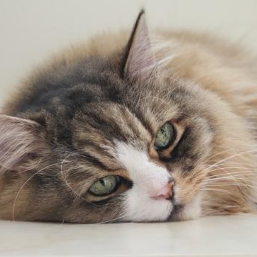 Lazy Cat Breeds