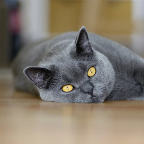 Lazy Cat Breeds