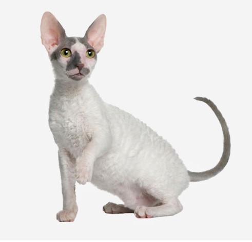 The Charming Cornish Rex