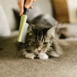 Ultimate Guide to Cat Grooming