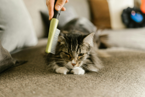 Ultimate Guide to Cat Grooming