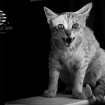 Understanding Cat Aggression: Signs and Behaviors of an Aggressive Feline