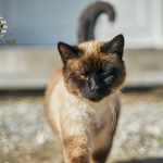 Understanding Cat Chattering Insights and Solutions