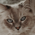 A cat staring intently with focused eyes.