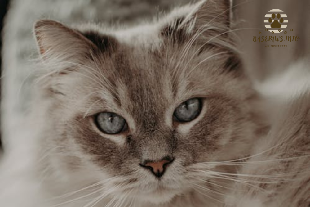 A cat staring intently with focused eyes.