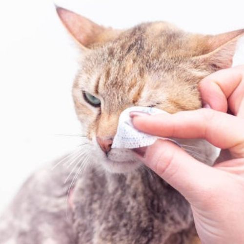 Treat Eye Infections in Cats